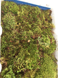 Frog and Reptile Moss