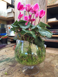 Green Sphagnum Tips