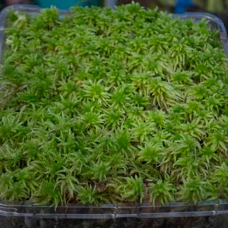 Living Green Sphagnum Moss Tips