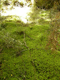 Green Sphagnum Tips