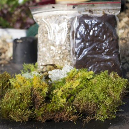 Terrarium @ Fairy Garden Starter Kit