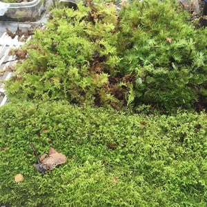 Sheets of moss - Clam shell