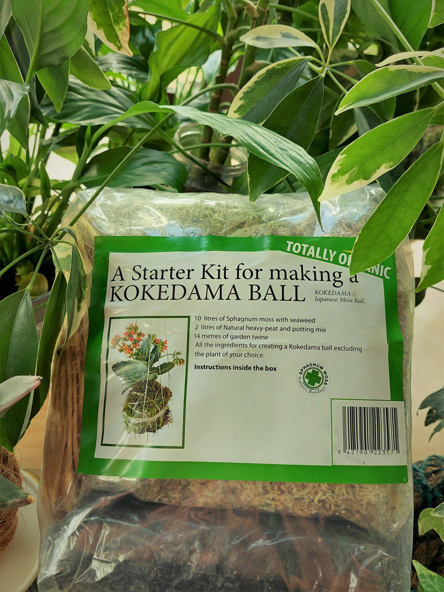 Kokedama Starter Kit Magic Moss
