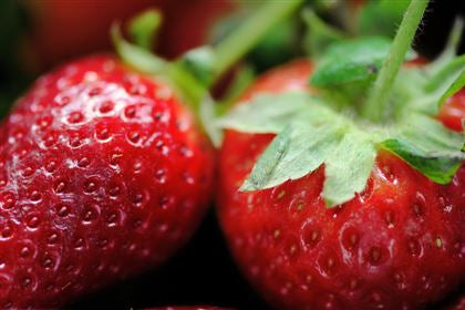 Magic Strawberry Moss MSM -  Bulk Buy Options.