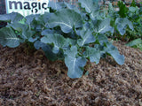 Magic Mulch - milled (chopped) sphagnum moss and seaweed