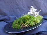 Decorative Moss Selection - clam shell size