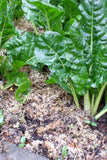 Magic Mulch - milled (chopped) sphagnum moss and seaweed