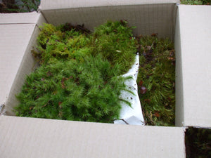 Decorative Moss - Medium Box