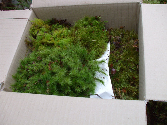 Decorative Moss - Medium Box