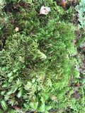 Frog and Reptile Moss