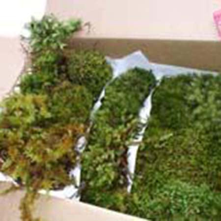 Decorative Moss - Large Box