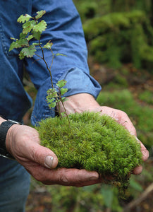 Decorative Moss Selection - clam shell size