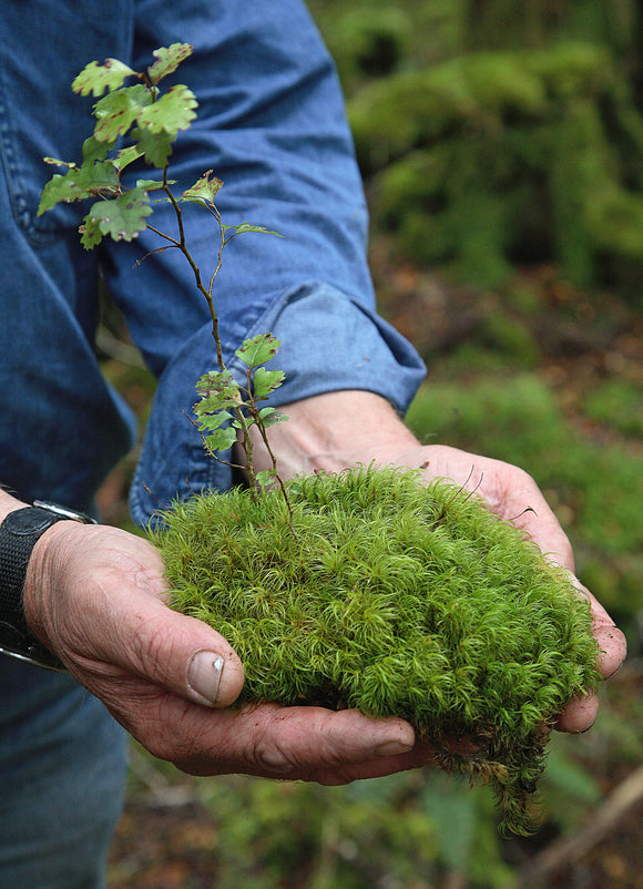 Decorative Moss Selection - clam shell size