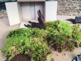 Frog and Reptile Moss