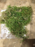 Alpine Tree Moss 25g (Dried)