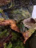 Frog and Reptile Moss